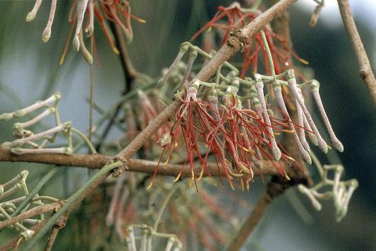 Amyema_camabagei_slide