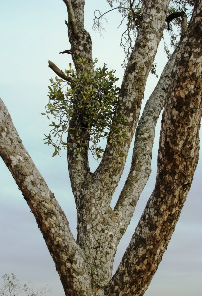 Amyema_lucasii_3