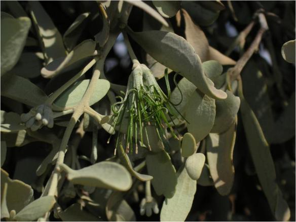 amyema_maidenii_flower