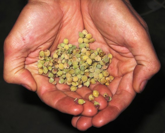 Handful of freshly harvested pale-leaved mistletoe fruit, to be used for germination experiments.