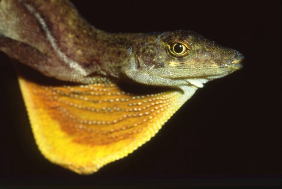 Anolis