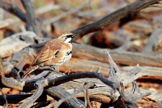 Cinnamon quail thrush photographed during a creekline survey in Sturt National Park.