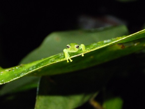 Glass Frog