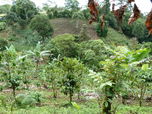 A coffe plantation and market garden in the San Pedro valley of southern Costa Rica