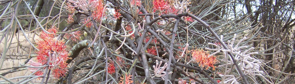 David M Watson, ecologist