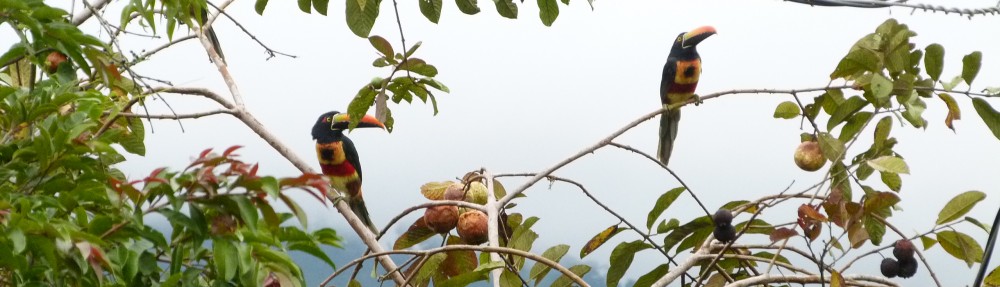 David M Watson, ecologist