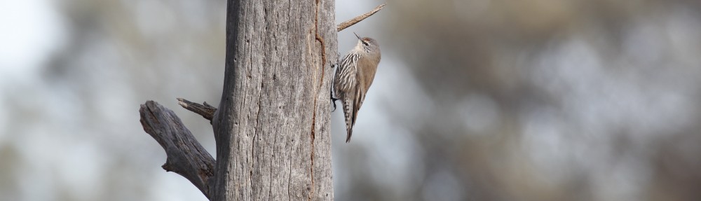 David M Watson, ecologist