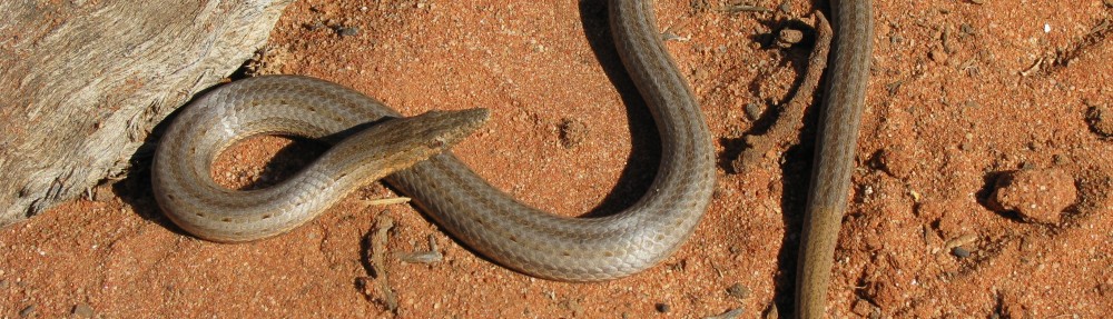 David M Watson, ecologist