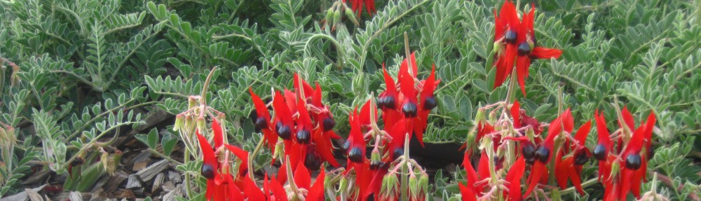 David M Watson, ecologist