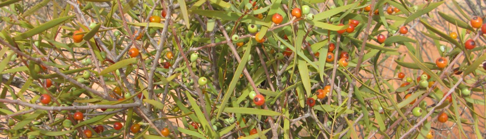 David M Watson, ecologist