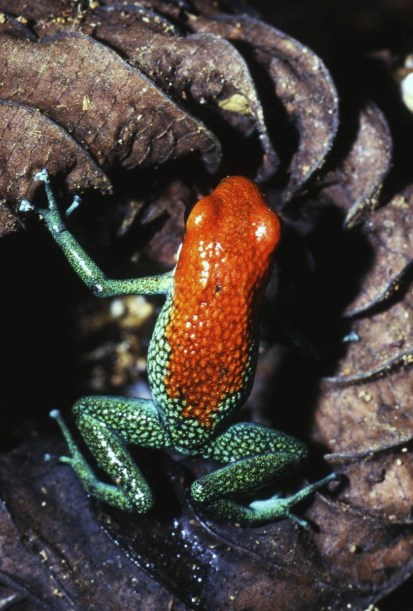 Dendrobates
