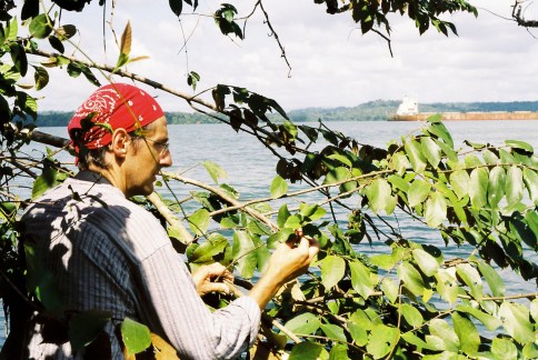 Sampling mistletoe fruits with the Panama canal in the background