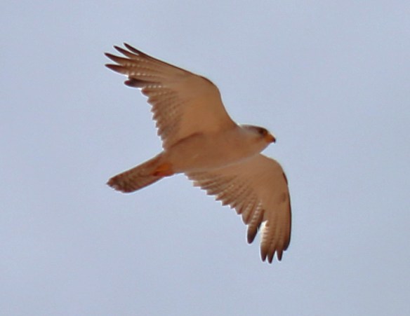 Grey Falcon--photo by Paul Barden