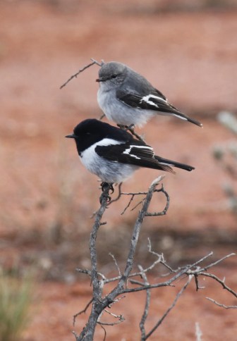 Pair of hooded robins.  Photograph by Tom Rambaut.