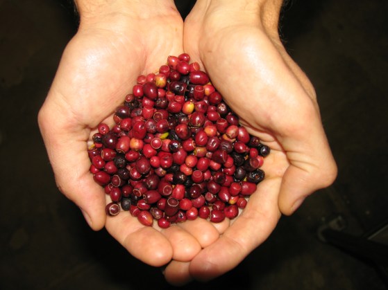 Handful of ripe sandalwood fruit Santalum leptocladum