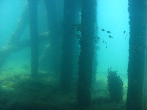 School of fish cruising benath Bussleton jetty