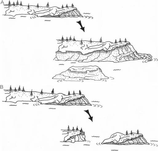 Schematic representation of the formation of a generic island de novo and by fragmentation. (A) In this example, lowering sea or lake levels expose a new habitat patch—a small island without any preexisting terrestrial biota. As with all islands, the biota gradually develops from two classes of organism: inter-patch dispersers coming from similar habitat elsewhere and matrix-derived species coming from the surrounding habitat. (B) Here, the fragment becomes isolated by subsidence, with the matrix habitat (in this case, water) surrounding the habitat patch. The fragment biota is initially dominated by relictual organisms (represented by trees in this example), with matrix-derived and inter-patch disperser taxa adding to the fragment biota. Illustration by Margaret J. Watson.