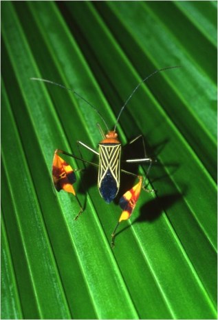 leaf-footed_bug