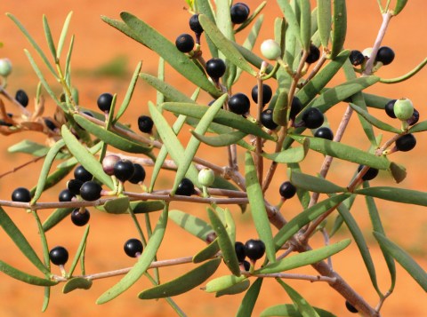 Harlequin mistletoe full of fruit.  Like other Lysiana species, fruit colour is polymorphic, ripening to either red or black.