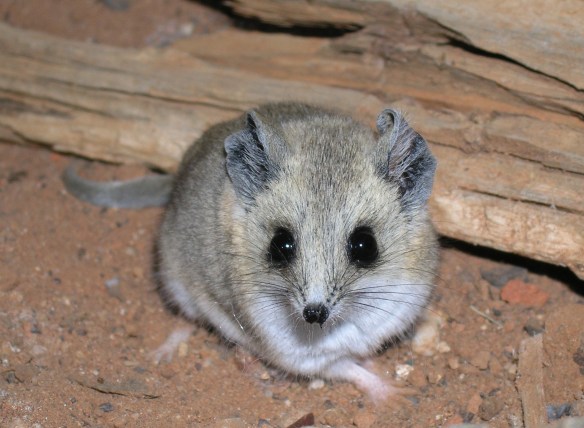 Fat-tailed Dunnart--one of many native animals that would benefit from targeted translocations