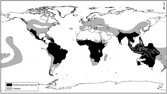While mistletoe specialists need mistletoe, the reverse does not hold—mistletoe in many regions is dispersed solely by dietary generalists.