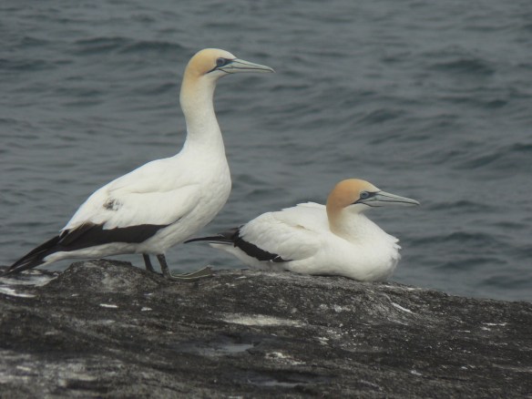 A pair of Australian Gannets on Montague Island--one of the study sites for the acoustic monitoring research