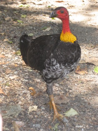 An Australian Brush-turkey--a widespread species of megapode known for building large nesting mounds