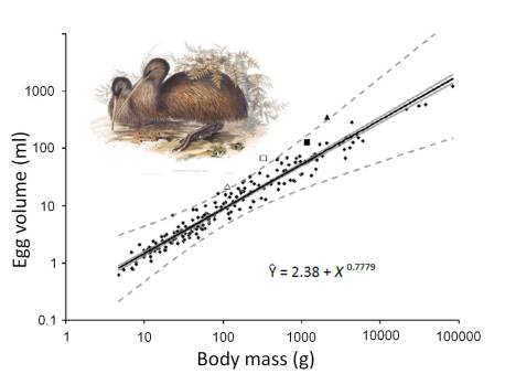 The black triangle is the family mean for Kiwis
